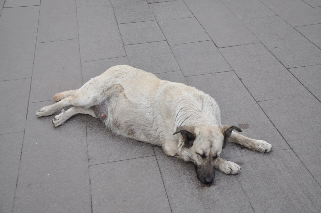 Moscow's stray dogs