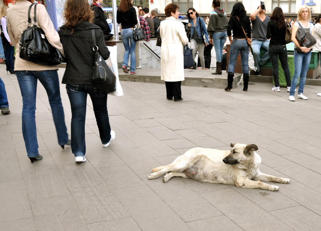 Moscow's stray dogs