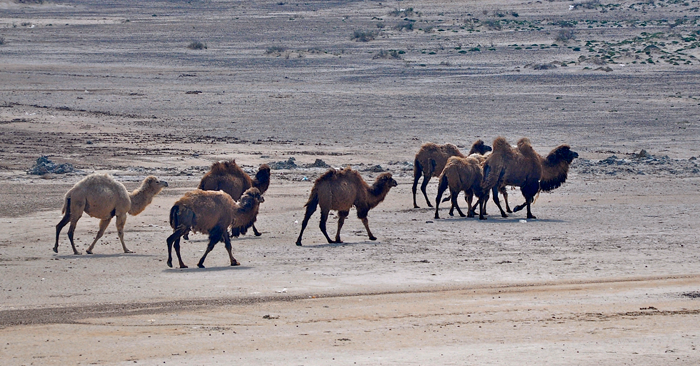 The Aral Sea: Going going gone //Photos: A.N.Grove