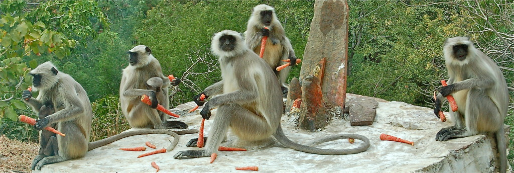 Langurs in Delhi enjoy a well-deserved rest with carrots | Photo: Angela Neal Grove