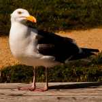 seagull looking for picnic tidbits