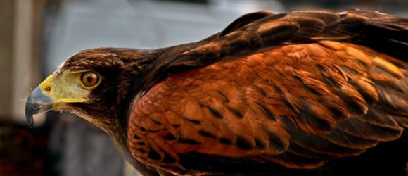 Hawk on pigeon patrol in Trafalgar Square