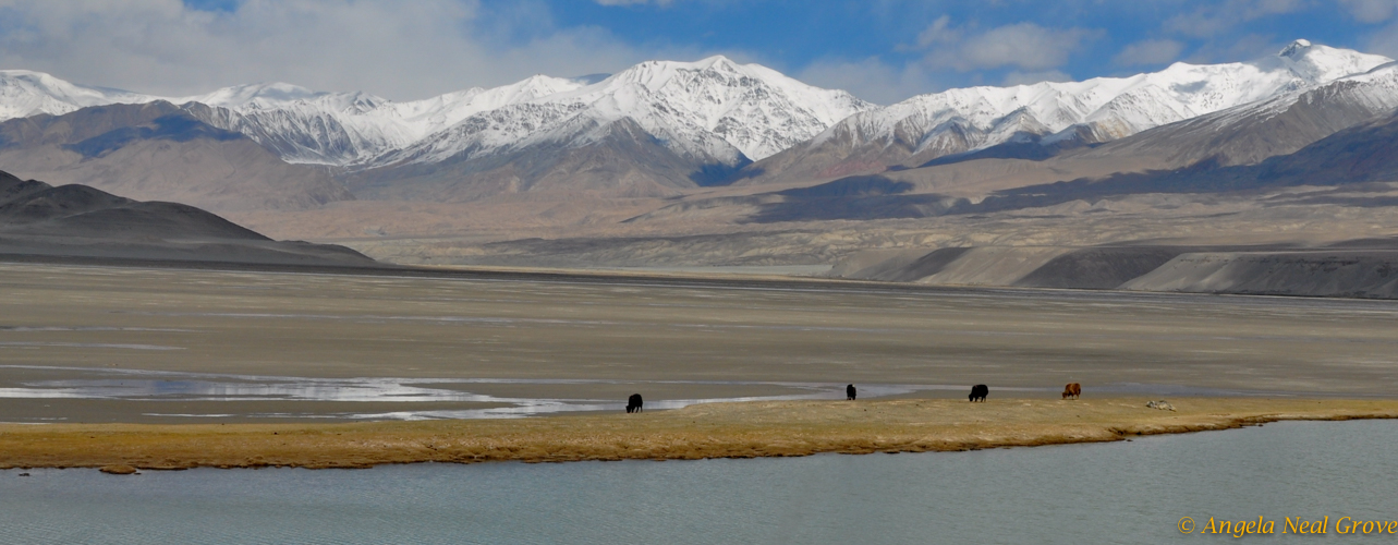 Silk road trail with and yaks