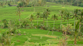 Bali Rice Terraces