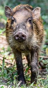 Wild boar at Camp Leakey, conservation center for Endangered Orangutans