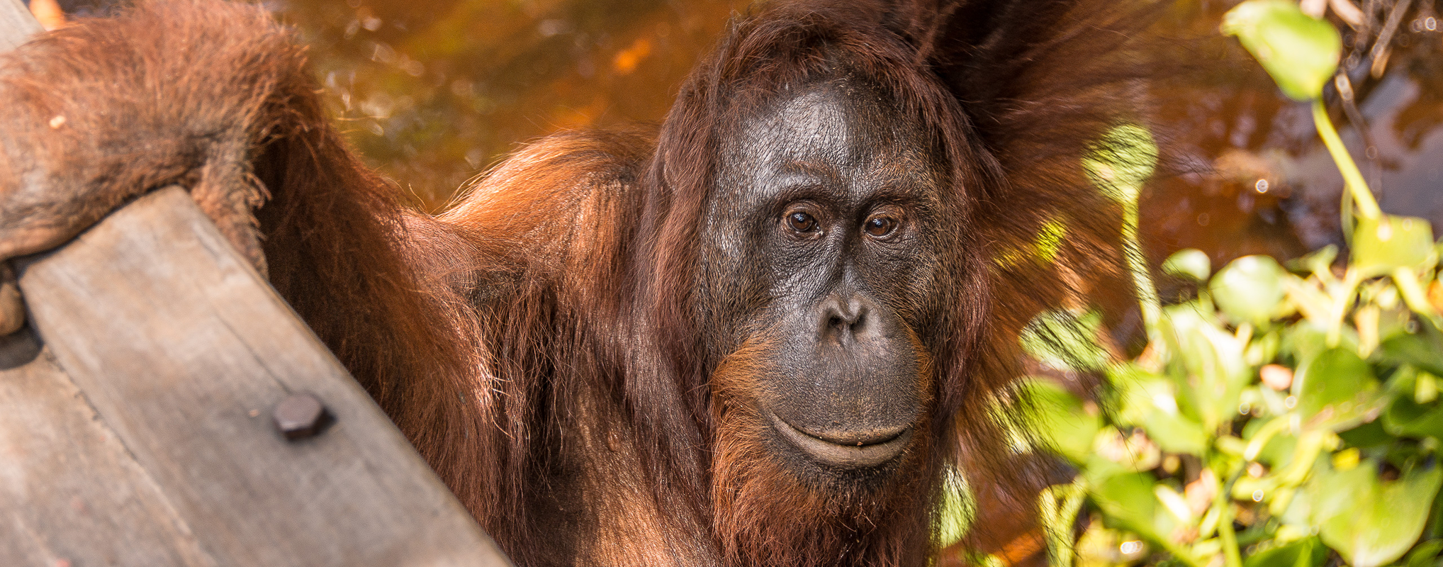 Endangered Orangutan at Camp Leakey, Borneo | Photo: Angela Neal Grove