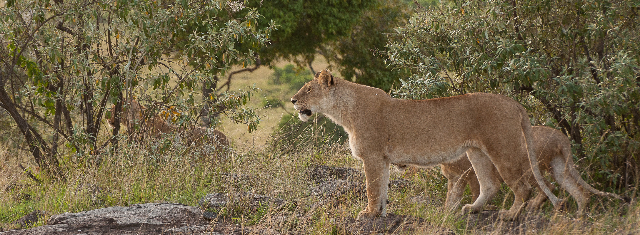 Pride of young lions, Masai Mara, Kenya | Photo: Angela Neal Grove