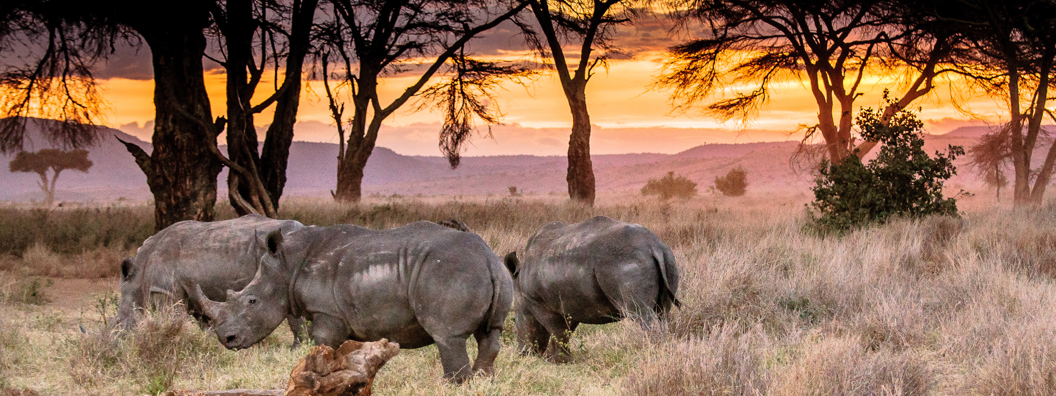 Endangered Rhinos | Lewa Wilderness, Kenya | Photo: Angela Neal Grove