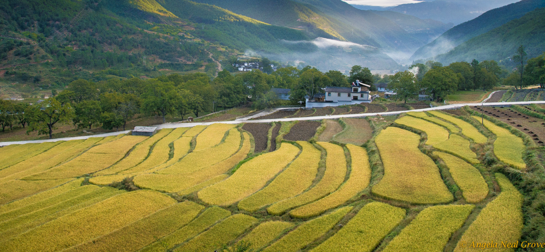 Room with a view, terraces of golden wheat, Tacheng, China