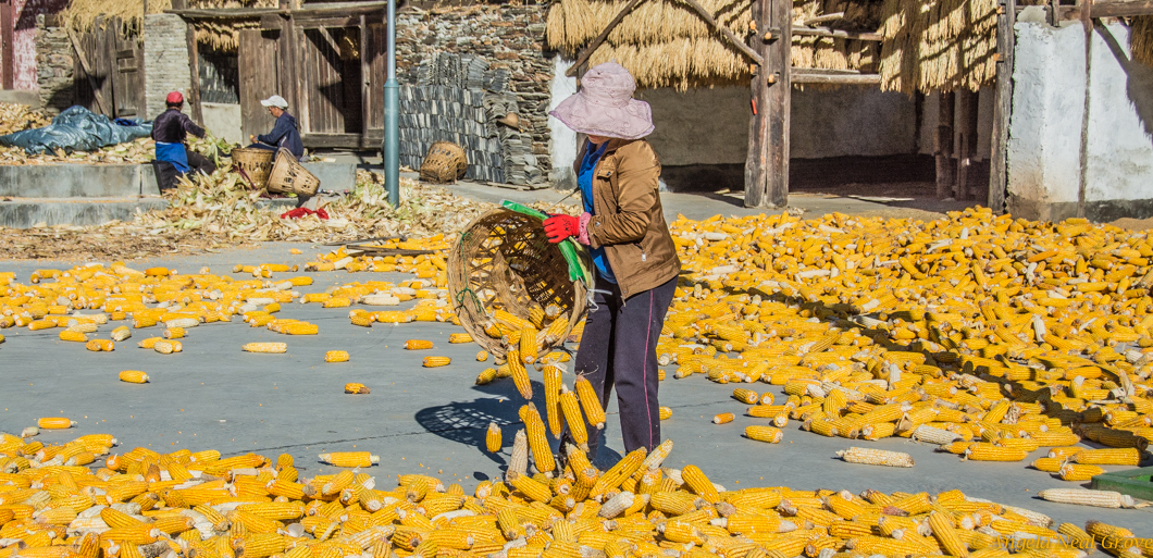 Preparing corn for drying