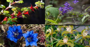 Collage of wild flowers growing in Yunnan Province: large red rose thorns, wild Delphiniums, Gentians, Cymbidiums | Angela Neal Grove