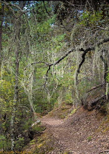 Shangri-La: Old horse route, Benzilan. Angela Neal Grove