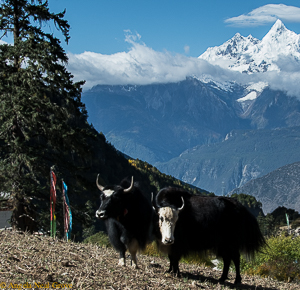 Shangri-La: Yaks and Mt. Kawagebo. Angela Neal Grove