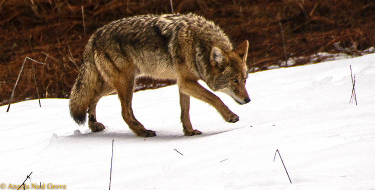 We saw little wildlife during the week other than coyote. Several were spotted happily trotting across the snow, road, and perhaps hoping for handouts. I followed this one as he left the road then seemed intent on listening to something moving under the snowy carapace.