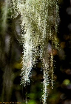 Wild lichen angrove