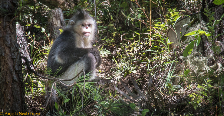 Endangered Snub nosed monkey in Yunnan mangrove