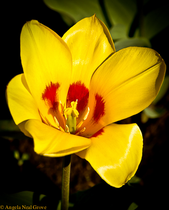 Sensational tulip: Tulip growing in a Park iN Almaty, Kazahkstan