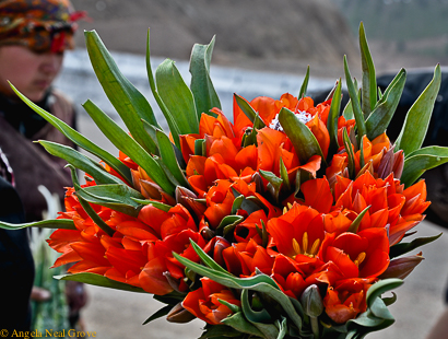 Wild mountain tulips for sale in the Ferghana Valley, Uzbekistan. This is the original habitat for tulips. Botanists theorize the bulbs traveled west along the Ancient Silk Road