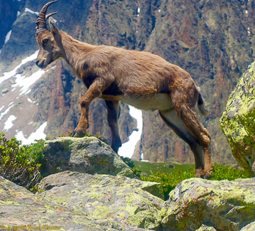 Mont Blanc Challenge: Ibex - mountain goat seen on mountainside near Chamonix in France