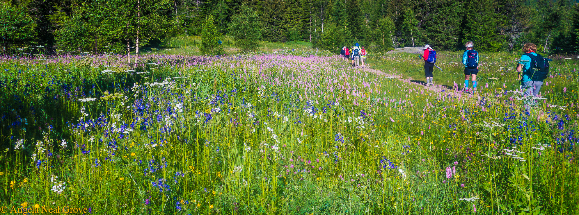 Mont Blanc Challenge: Hiking in France the early morning through fields of wild flowers //Photo: ANGrove