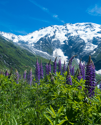 Mont Blanc Challenge: Wild lupin and snow -capped mountains on the way to Col du Tricot. //Photo: ANGrove