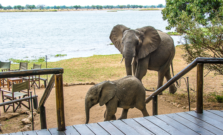 Zambezi Reflections: Mother and baby elephant wander through Chiawa Camp, Zambia a few feet from the River Zambezi.// Photo:a.N.Grove