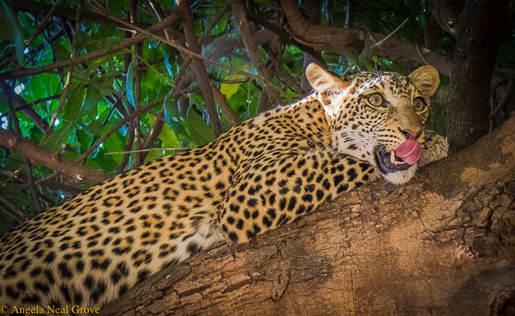 Zambezi Reflections: Leopard resting in a mahogany tree after it had finished feasting on an Impala//Photo: A.N.Grove