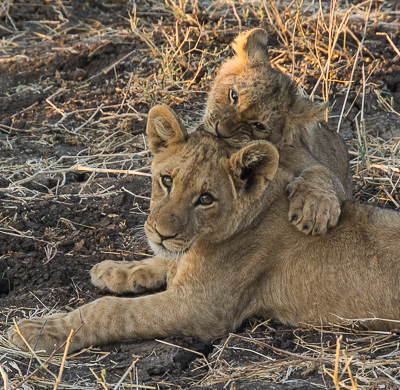 Zambezi Reflections: Lion cubs at Chiawa camp, Zambia.//Photo:A.N.Grove