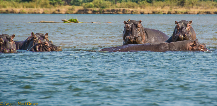 Zambezi Reflections, cluster of hippo in the Zambezi river.//Photo:A.N.Grove