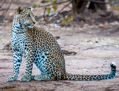 Zambezi Reflections, leopard in Lower Zambezi National Park, Zambia//Photo:A.N.Grove