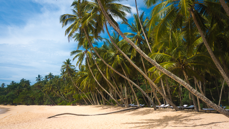 Sri Lanka: Paradise Discovered showing the beach at Tangalle on the south coast of Sri Lanka. Golden sand and coconut palms.//Image: A.N.Grove