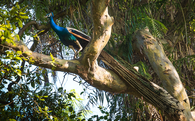 Sir Lanka: A Paradise Discovered. Sri Lanka is full of wildlife and birds. There are several national parks. This peacock is in the Ulagalla Hotel grounds. //Image: A.N.Grove.