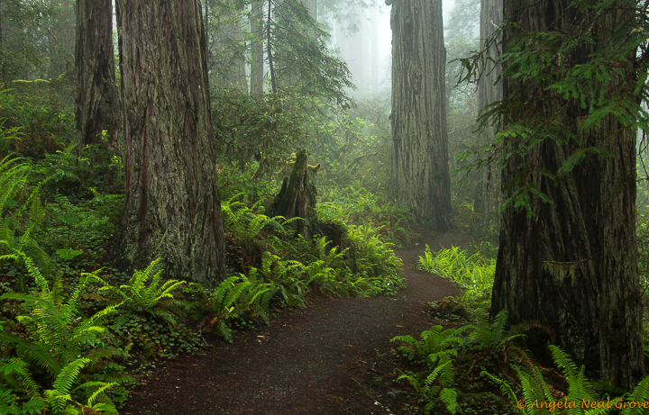 Ancient Redwood Forest Giants | Angela Neal Grove