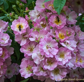 English Garden style: antique roses and bees at Mottisfont Garden in England