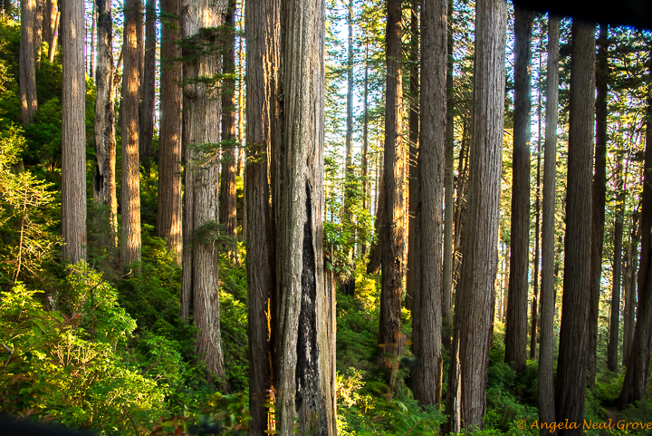 Ancient Redwood Forest Giants. Afternoon sun on redwoods on the Damnation Creek Trail. This is one of the most beautiful old-growth redwood areas.