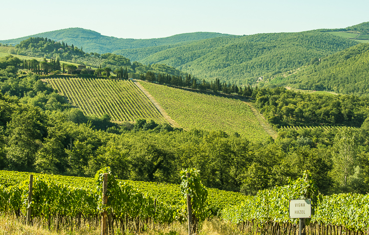 Florence Highlights and Tuscan Tales: Vineyards of Tuscany make a patchwork pattern across the landscape. Some vineyards are named for family members