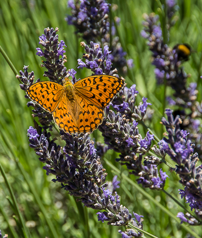 Florence highlights and Tuscan Tales: A butterfly stretches its wings on some lavender in the gardens of Il Molino de Grace, a winery in Panzano, Chianti