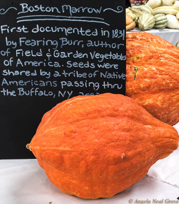 Heirloom seeds Expo has Global Message: Boston Marrows were one of the heirloom varieties on display. They were first documented in 1831 from seeds shared by a tribe of Native Americans in Buffalo, New York