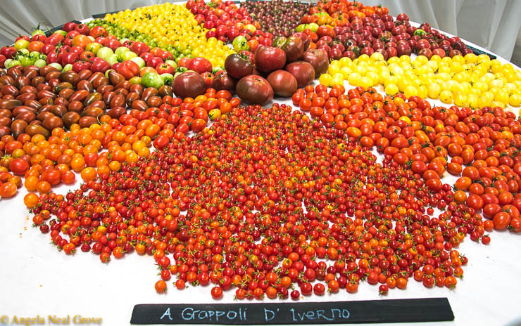 Heirloom seeds Expo has Global Message: Multiple varieties of glowing heirloom tomatoes were arranged on table tops