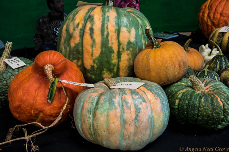 Heirloom seeds Expo has Global Message: Heirloom squash and melons from around the globe glow glorious colors - a celebration of genetic diversity