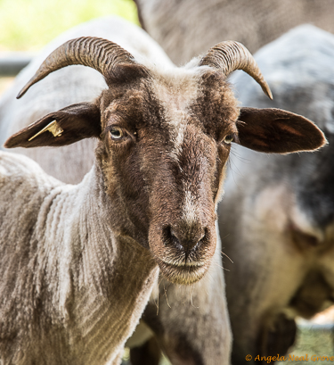 Heirloom Seeds Expo has Global Message: Navajo-Churro sheep, one of the rare breeds at the Expo. The UN has begun a research group to protect and saving the planets genetic livestock diversity