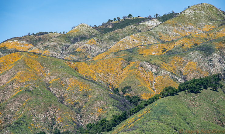 Happy New Year 2017 highlights: Poppies at Big Sur