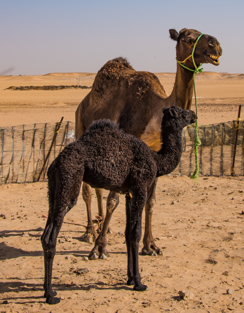 Oman highlights: black arabian camels//ANGrove