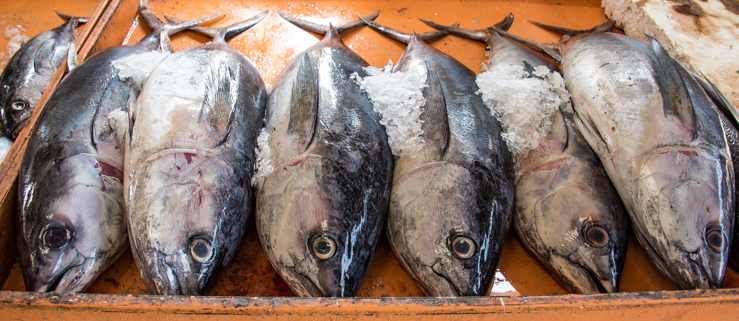 Oman highlights: Fresh caught Tuna//ANGrove