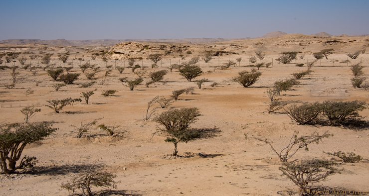 Oman hilights: Frankincence trees//ANGrove