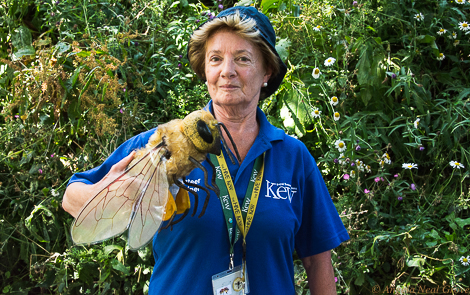 Guide at Kew Gardens in England educating children on the importance of honeybees to our food supply