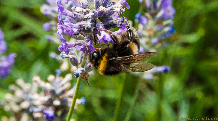 Bee clings to a lavender blossom at Kew Gardens in England. 