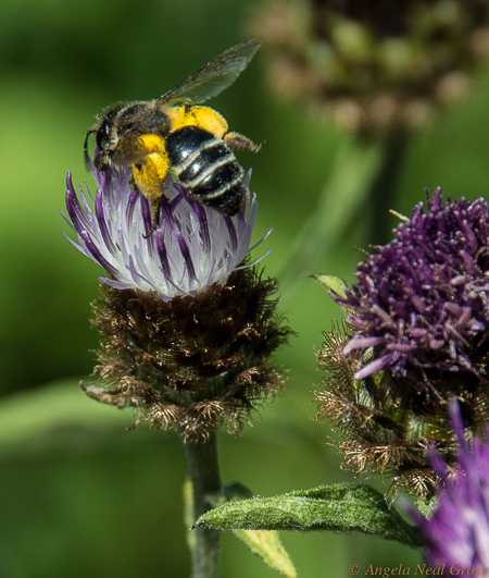 Honeybee at Kew Gardens, England, with full pollen sacs 