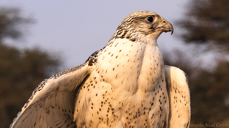 Falcons - Sunrise at Al Maha