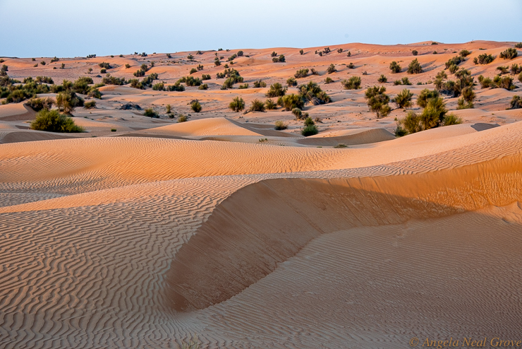 Falconry in the Dubai Desert; Sunrise at Al Maha, Dubai over golden dunes which are an ever-changing backdrop of shape, form and pattern